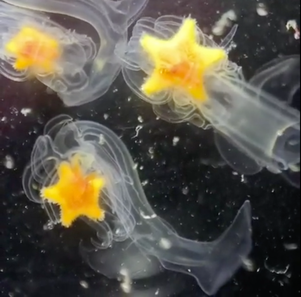 Open day & Study orientation events