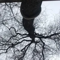 Oude boom op de binnenplaats geveld door de storm